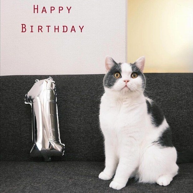 1才になったたもすけくん　ぬいぐるみのようなモフモフな体型がチャームポイントだそう