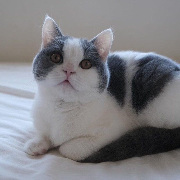 遊び好きで、突然ダッシュするなど“予測不能な動き”をするところも、たもすけくんの魅力のひとつなのだとか