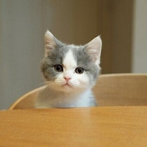 「はらはらしながら見守った」ブリショ子猫が1才に！　よく食べすくすく成長し、今では「家族を元気にする」存在に