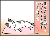 「うちに来てよかった？」一瞬の光と、看取る手に残ったぬくもり【連載】もふもふスコたん#363