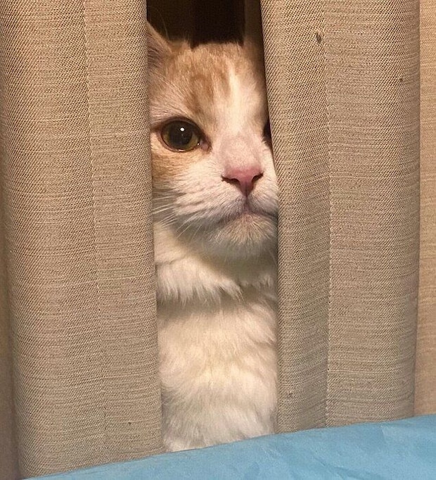 カーテンの陰からおもちゃを狙うもなかくん