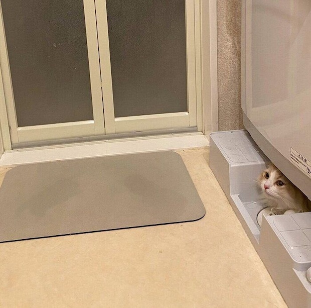洗濯機の下に隠れるもなかくん