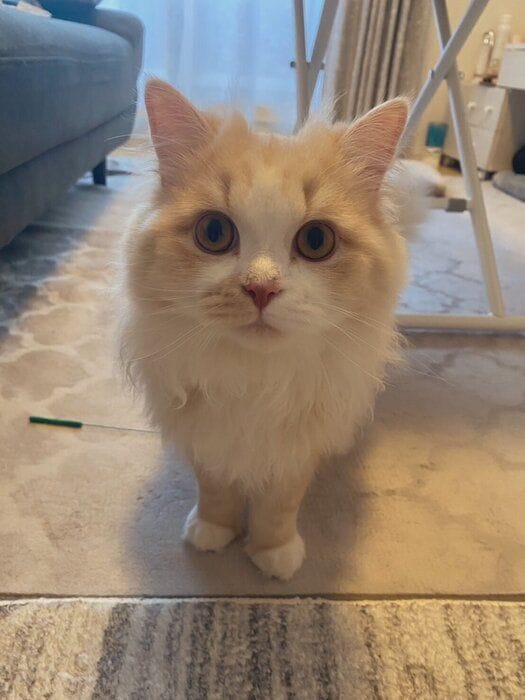 生後8カ月のミヌエット