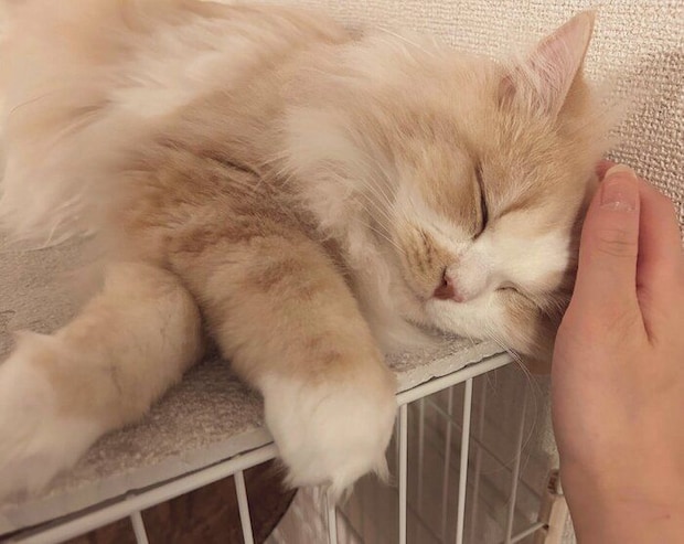 眠っているミヌエット