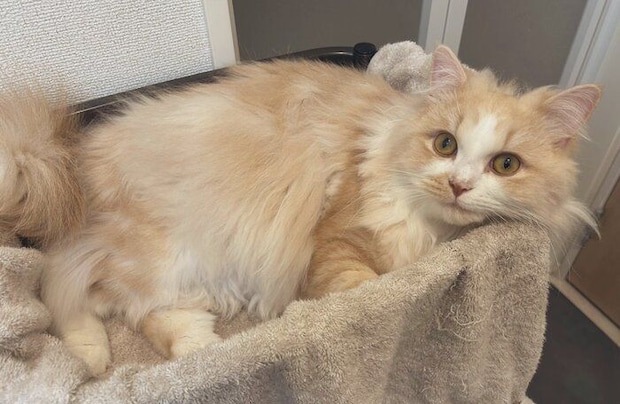 飼い主を見つめるミヌエット