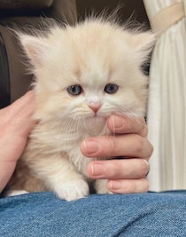 よちよち歩いていた生後1カ月の子猫→約7カ月後、“モフモフふわふわ”なコに成長した姿にほっこり！