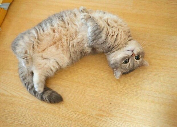 “ローリングお出迎え”をするたーちゃんの様子