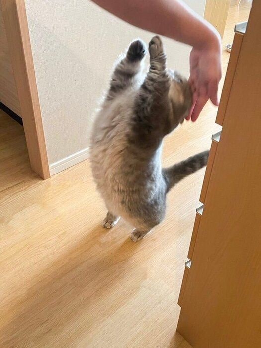 短い四肢がチャームポイントのひとつだというたーちゃん