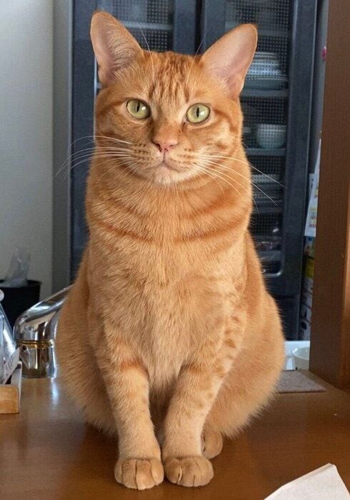 見つめるつくしくん