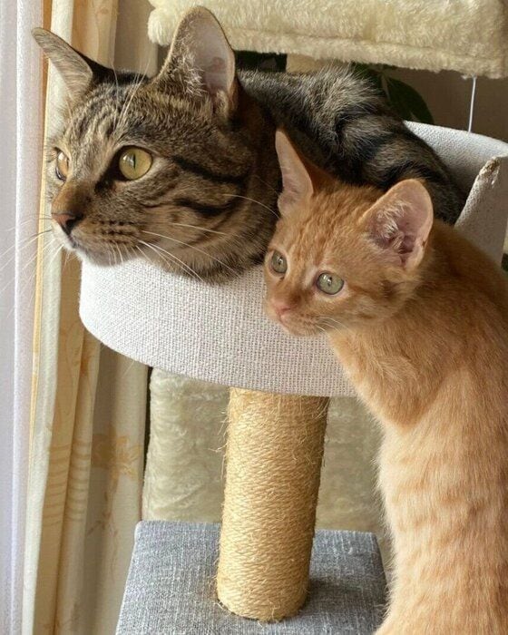 外を眺めるつくしくん、もずくくん