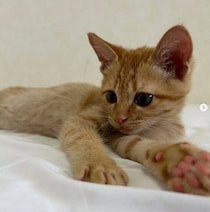 先住猫の“相棒”として迎えた保護子猫→家族みんなに溺愛され、甘えん坊で自由奔放な“末っ子キャラ”に成長！