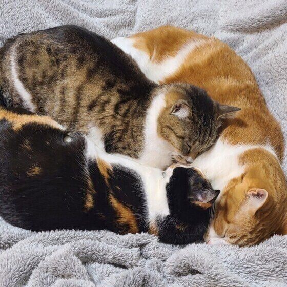 猫3匹の猫団子