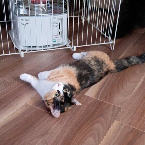 ストーブの前で寝転ぶミヌエット