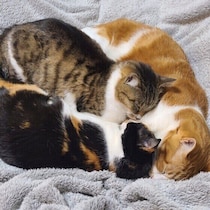 冬の猫はどうして“もふもふ”になるの？ 猫の冬モードの秘密