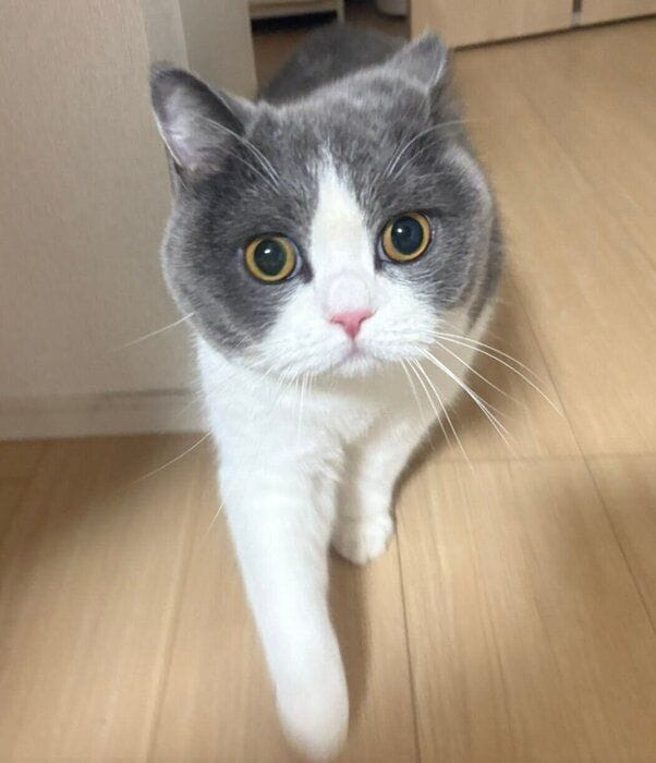 飼い主さんに近づくもずくくん