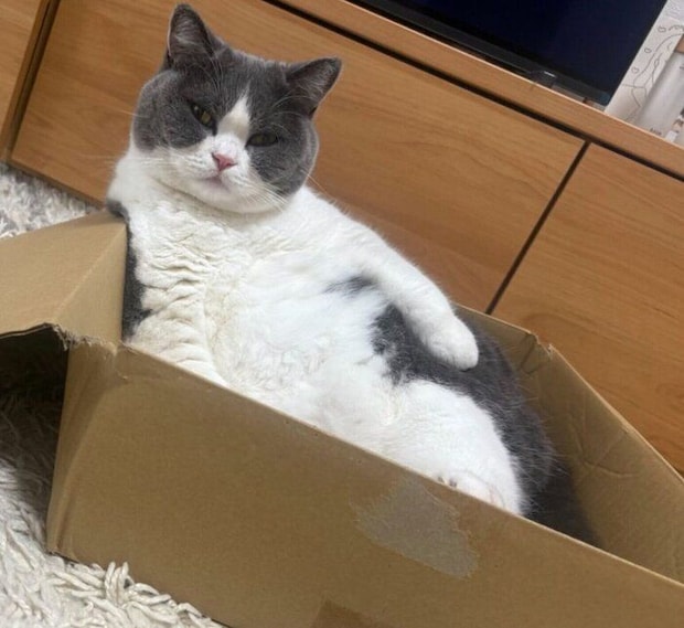 ダンボール箱の中に入るもずくくん