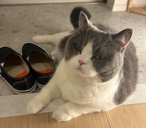 出かけようと玄関に向かうと、愛猫がまさかの“外出阻止”!？　可愛すぎる行動に「家から出られない」