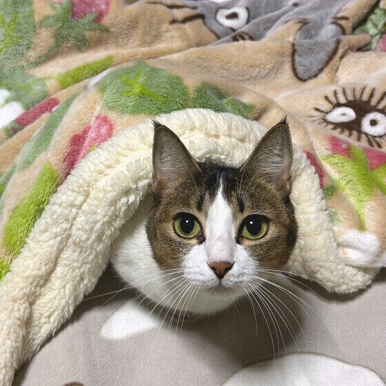 毛布から顔を出す日本ネコ