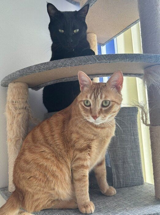 仲良しなおぬしくん、どん兵衛くん