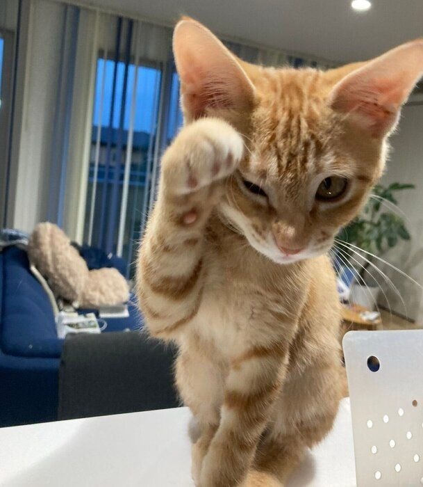 お迎え当時のおぬしくん