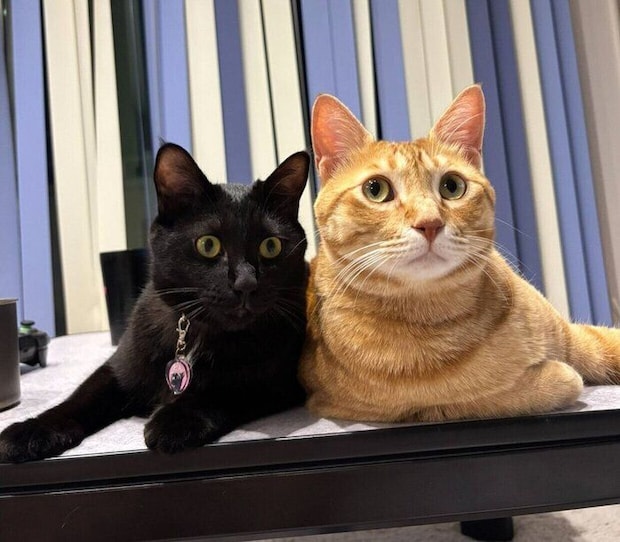 仲良しなおぬしくん、どん兵衛くん