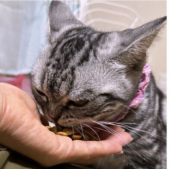 手から食べたがるアメリカンショートヘア