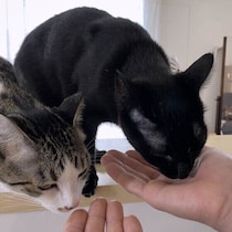愛猫との距離が縮まる　「ハンドフィード」が役立つ7つのシーン