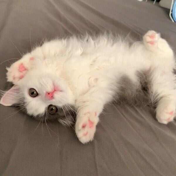 生後2カ月半ごろのちゃいくん