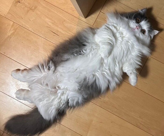 ヘソ天するちゃいくん