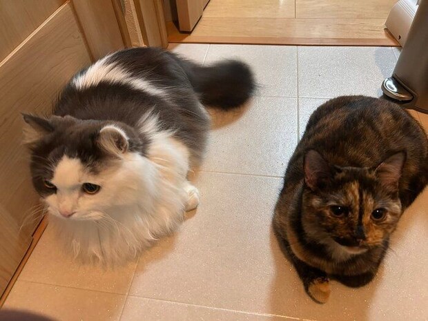 ちゃいくん、新入り猫・うにちゃん