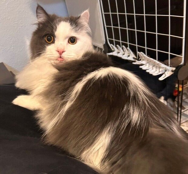 可愛い表情をするちゃいくん