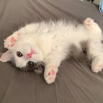 “ヘソ天”で甘えていた子猫が3才に→気品あふれる“イケメン猫”へ成長！　変わらない甘えん坊ぶりにキュン