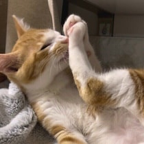 猫がしょっちゅうグルーミングするのはなぜ？　キレイ好きの理由に迫る！