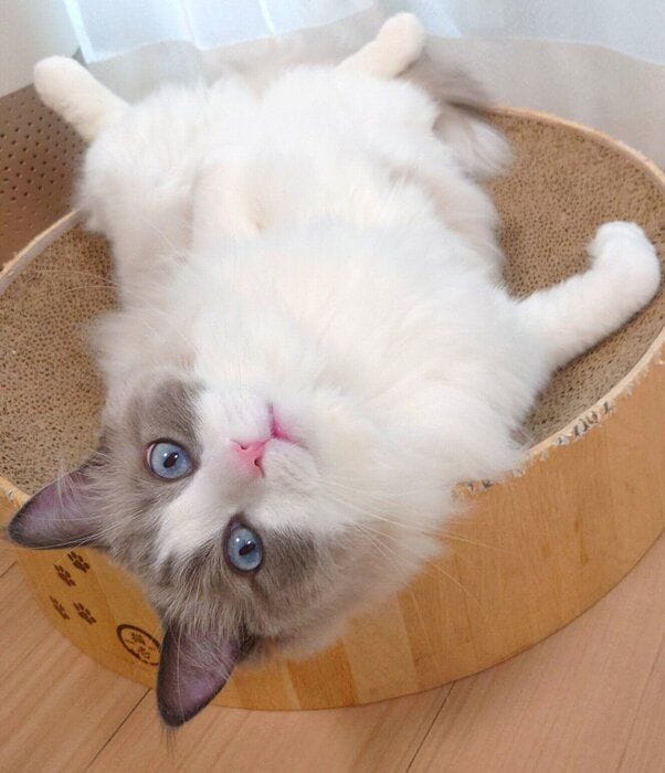 寝転がるミントくん