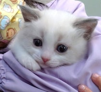 “自信なさげな表情”だった子猫が2年後→自分の可愛さを完全に自覚？　“自信たっぷりキメ顔”の変化に反響