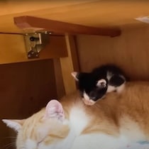先住猫の上に立っていた子猫！「甘えたい」というよう体の周りでくつろぐ姿がかわいすぎた