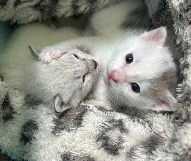 くっつくしゃぽくん、うーしーくん