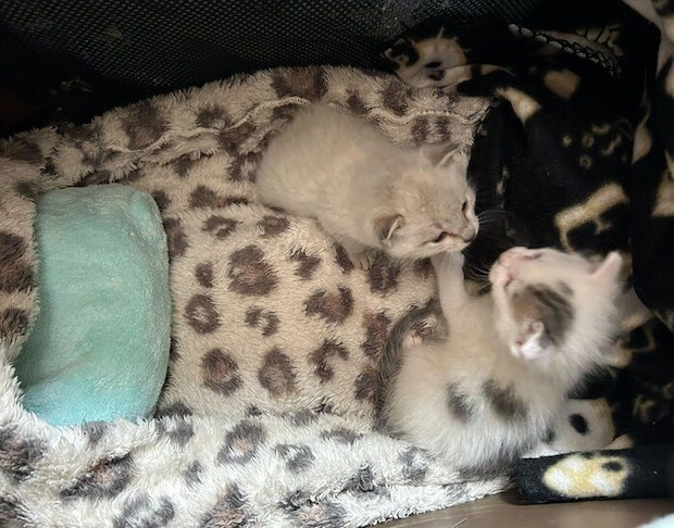 保護して間もないころのうーしーくん、しゃぽくん