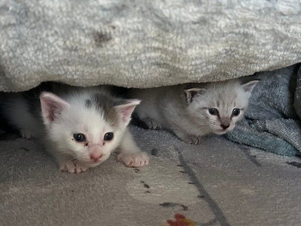 こたつの窪みで落ち着くうーしーくん、しゃぽくん