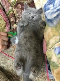 リラックスした寝姿が「天使のようにかわいい」子猫→5年後には貫禄のある姿に成長！　昔と同じポーズでくつろぐ姿にほっこり