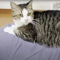 愛猫が7年間続けていること！　お父さんの背中に乗って甘える姿がかわいすぎる