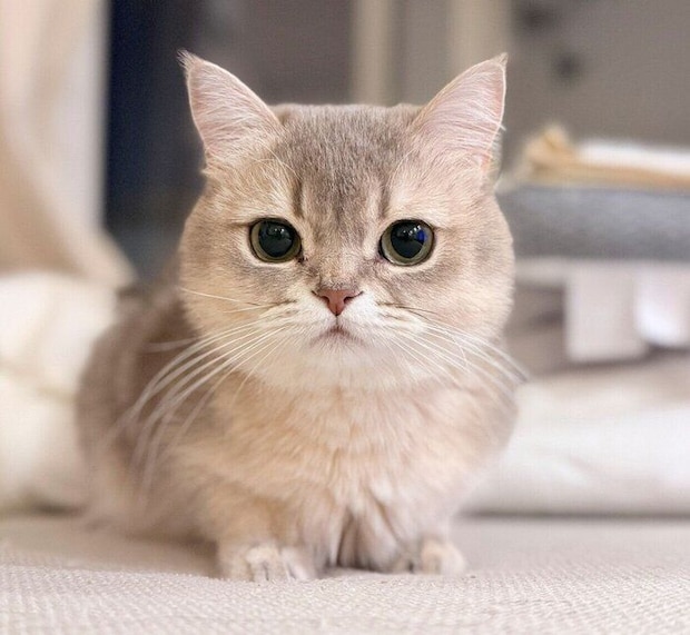 2才4カ月のころに撮影したミアちゃん