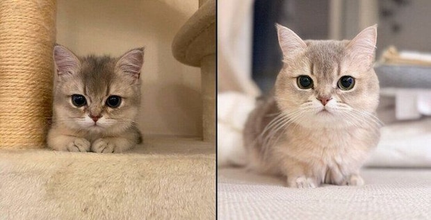 ミアちゃんの成長ビフォーアフター