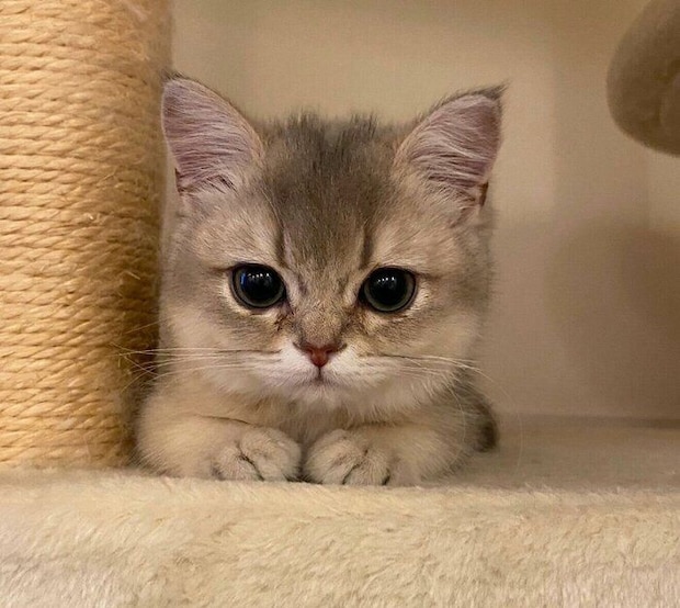 生後4カ月のころのミアちゃん