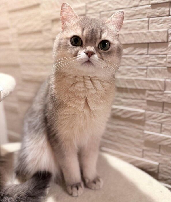 見つめるミアちゃん