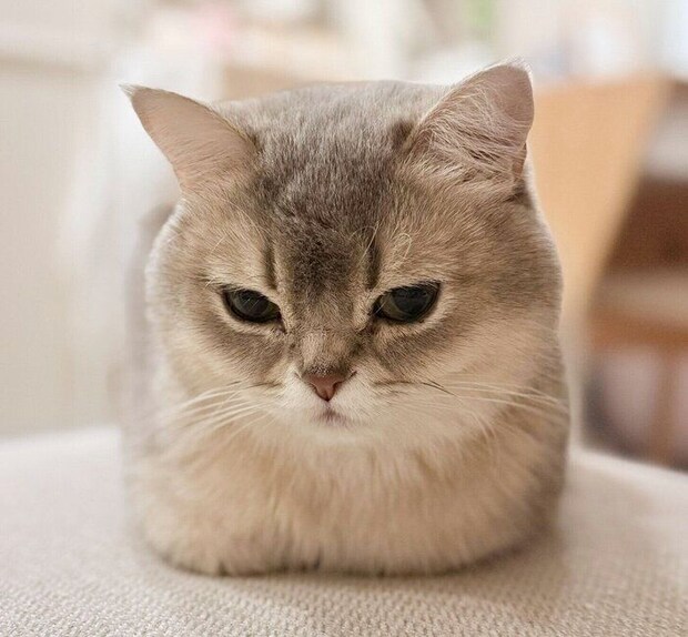 「おててないない」でくつろぐミアちゃん