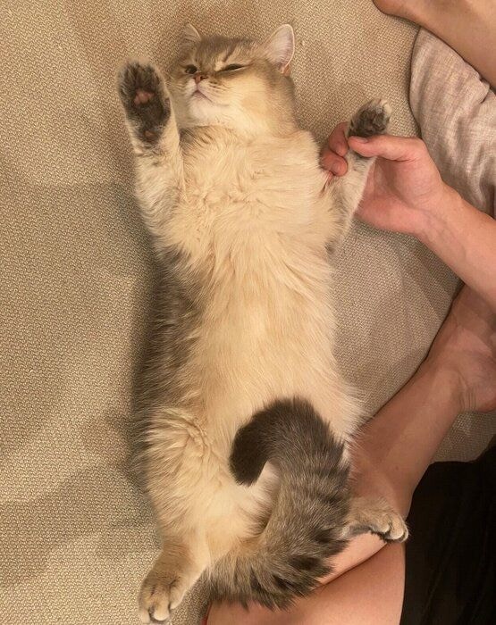 ヘソ天するミアちゃん