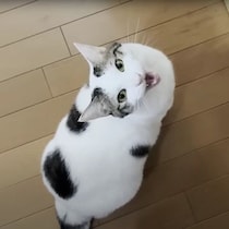朝のおねだり！？　忙しいお母さんの後を追いかけて「にゃ～にゃ～」鳴く猫