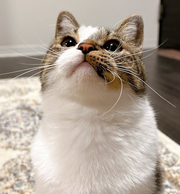 もふもふなラテちゃん