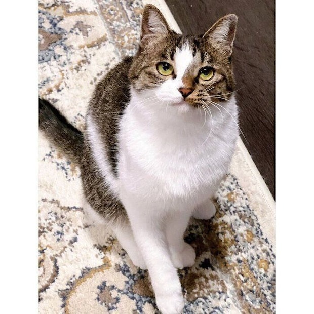 2025年12月に撮影した「冬毛」のラテちゃん